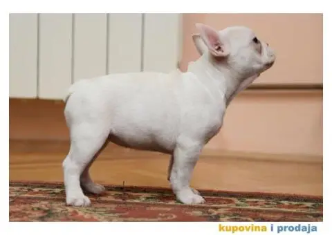 Francuski Buldog Exotic - 4/4