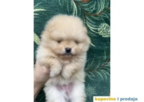 Dostupni prelepi štenci pomeranaca - 1/12