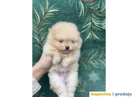 Dostupni prelepi štenci pomeranaca - 2/12