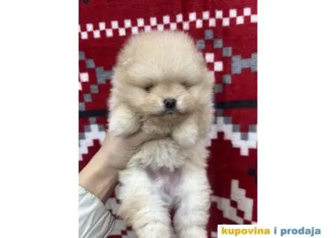 Dostupni prelepi štenci pomeranaca - 3/12