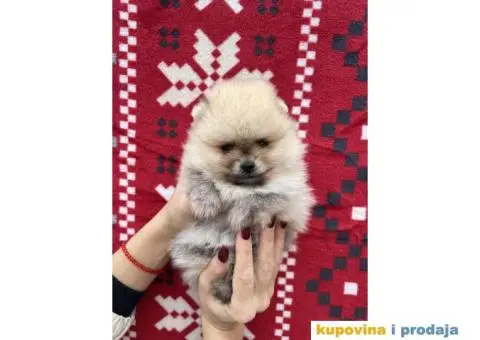 Dostupni prelepi štenci pomeranaca - 4/12