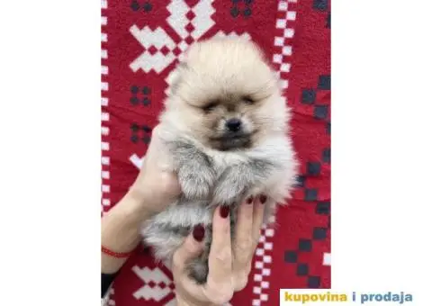 Dostupni prelepi štenci pomeranaca - 5/12