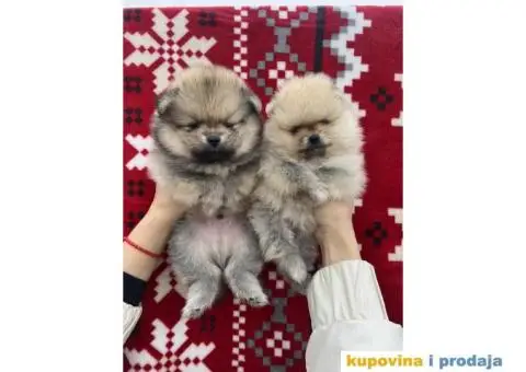 Dostupni prelepi štenci pomeranaca - 6/12