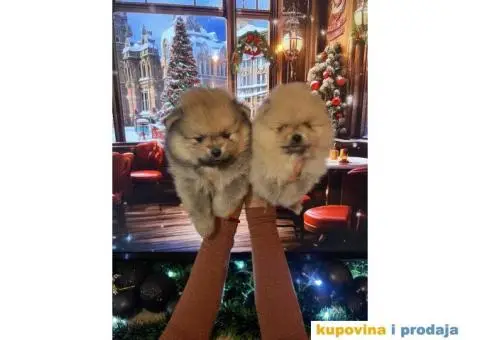 Dostupni prelepi štenci pomeranaca - 7/12