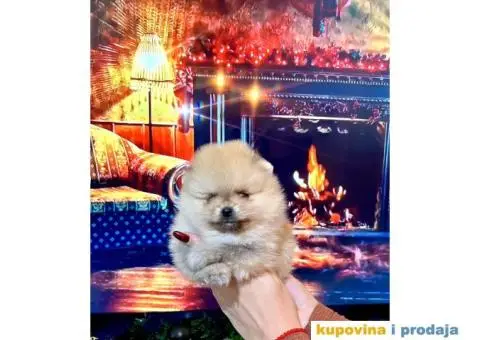 Dostupni prelepi štenci pomeranaca - 8/12