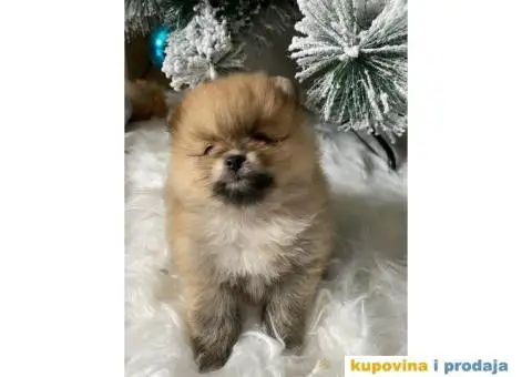 Dostupni prelepi štenci pomeranaca - 9/12