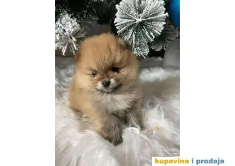 Dostupni prelepi štenci pomeranaca - 10/12