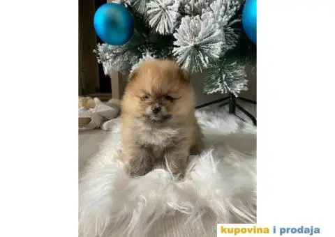 Dostupni prelepi štenci pomeranaca - 11/12