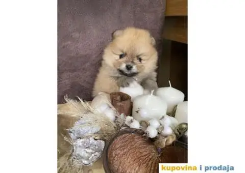 Dostupni prelepi štenci pomeranaca - 12/12
