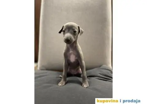 Mali italijanski hrt štenci - 1/9