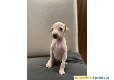 Mali italijanski hrt štenci - 2/9