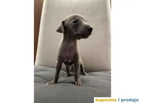 Mali italijanski hrt štenci - 3/9