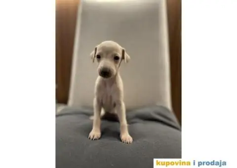 Mali italijanski hrt štenci - 4/9