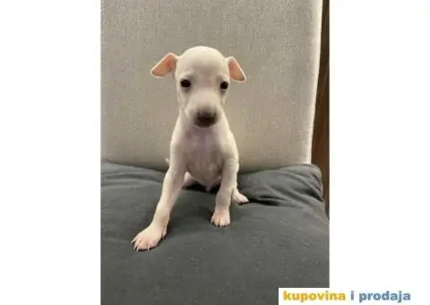 Mali italijanski hrt štenci - 5/9