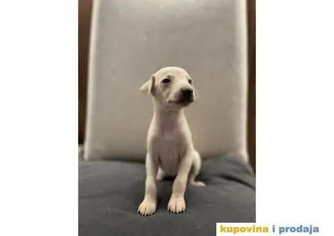 Mali italijanski hrt štenci - 6/9