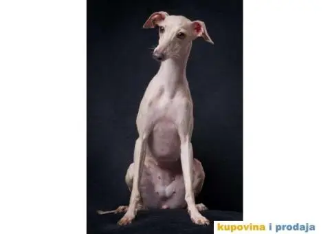 Mali italijanski hrt štenci - 7/9