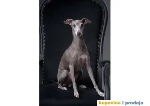 Mali italijanski hrt štenci - 8/9
