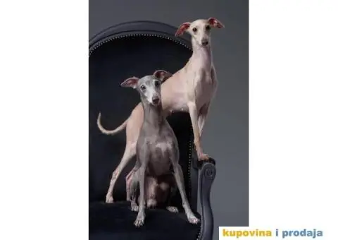 Mali italijanski hrt štenci - 9/9