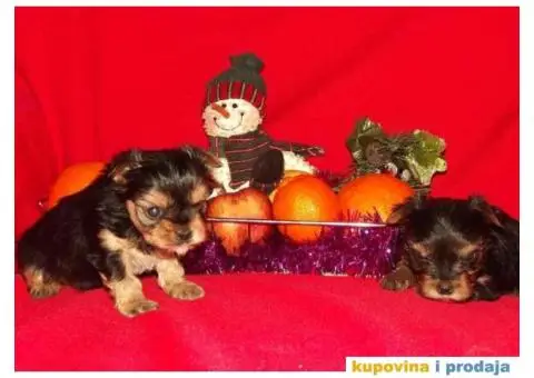 JORKSIRSKI terijer - 1/15