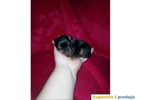 JORKSIRSKI terijer - 2/15