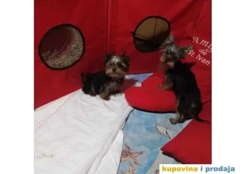 JORKSIRSKI terijer - 3/15