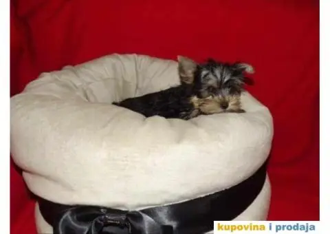 JORKSIRSKI terijer - 4/15