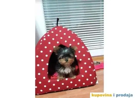 JORKSIRSKI terijer - 5/15