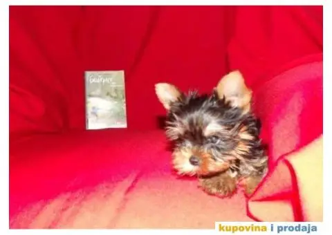 JORKSIRSKI terijer - 6/15