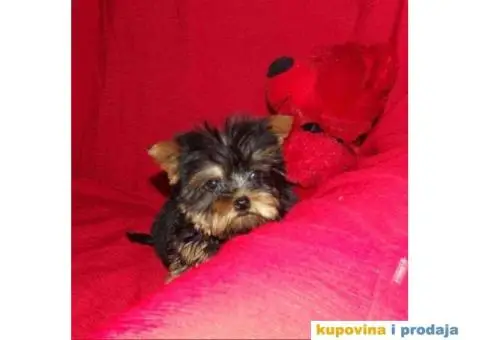 JORKSIRSKI terijer - 8/15