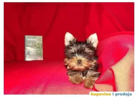 JORKSIRSKI terijer - 9/15