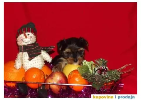 JORKSIRSKI terijer - 10/15