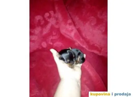 JORKSIRSKI terijer - 12/15