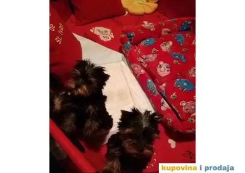 JORKSIRSKI terijer - 13/15