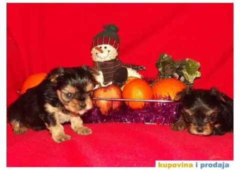 JORKSIRSKI terijer - 14/15