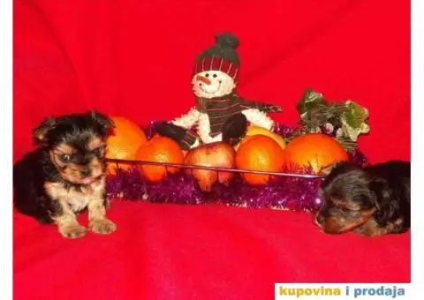 JORKSIRSKI terijer - 15/15