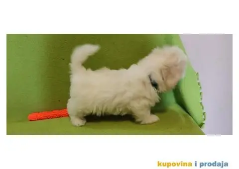 Maltezer štenci - 1/4