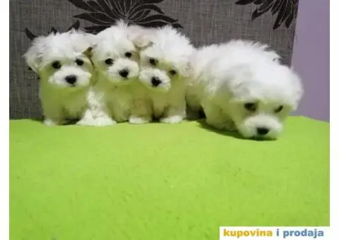 Maltezer štenci - 3/4
