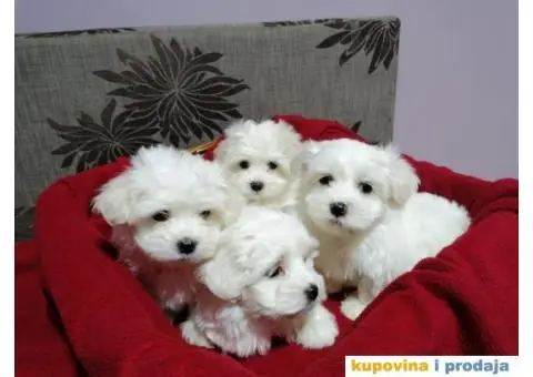 Maltezer štenci - 4/4