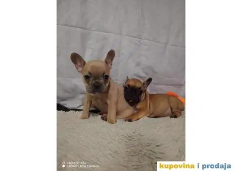 Prelepi štenci Francuski buldog - 1/15