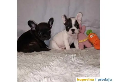 Prelepi štenci Francuski buldog - 2/15