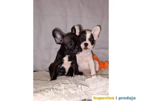 Prelepi štenci Francuski buldog - 3/15