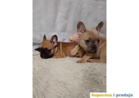 Prelepi štenci Francuski buldog - 4/15