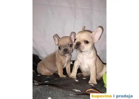 Prelepi štenci Francuski buldog - 5/15