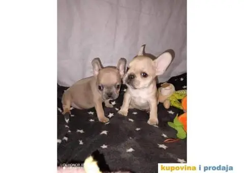 Prelepi štenci Francuski buldog - 6/15