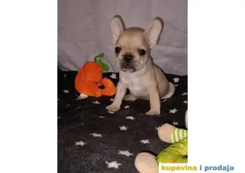 Prelepi štenci Francuski buldog - 7/15