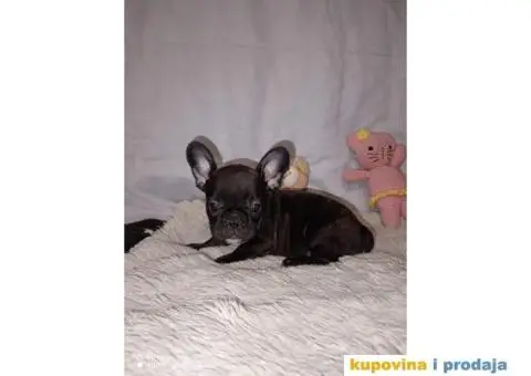 Prelepi štenci Francuski buldog - 8/15