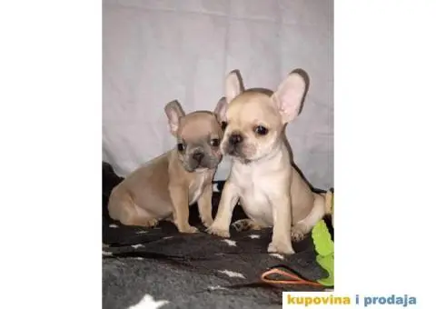Prelepi štenci Francuski buldog - 9/15