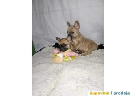 Prelepi štenci Francuski buldog - 10/15