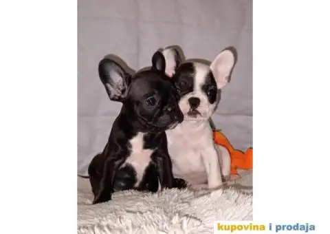 Prelepi štenci Francuski buldog - 11/15