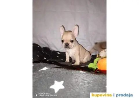 Prelepi štenci Francuski buldog - 12/15